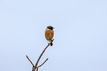 Male Stonechat (Saxicola rubicola) on Bull Island, Dublin, a bird of coastal areas.
