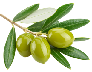 Olives on branch with olive leaves isolated on white. File contains clipping path. 