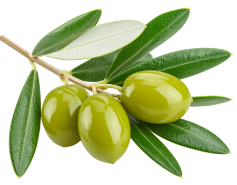 Olives on branch with olive leaves isolated on white. File contains clipping path. 