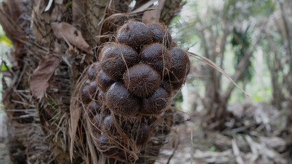A cluster of Snakefruit or salak fruits with scaly brown skin grows tightly on a tree in Lumajang, Indonesia, showcasing tropical agriculture and exotic natural produce.