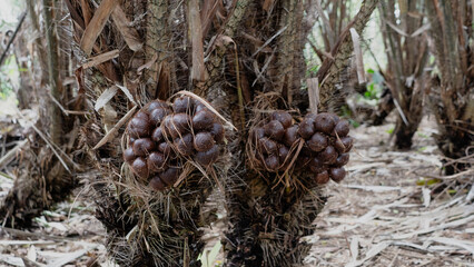 A cluster of Snakefruit or salak fruits with scaly brown skin grows tightly on a tree in Lumajang, Indonesia, showcasing tropical agriculture and exotic natural produce.