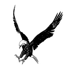 Vector illustration of eagle soaring with wings spread wide in black and white.
