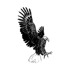 Black and white engraving style illustration of eagle perched with spread wings.