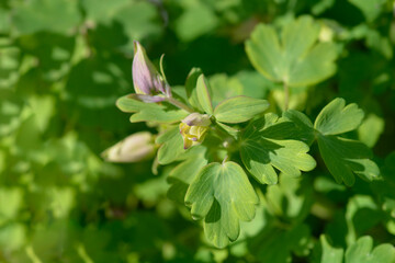 Columbine yellow flower buds - Latin name - Aquilegia hybrida Spring Magic Yellow
