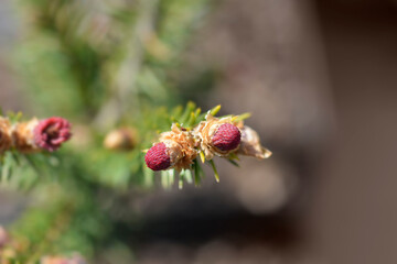 Norway spruce branch with new leaves - Latin name - Picea abies Rydal