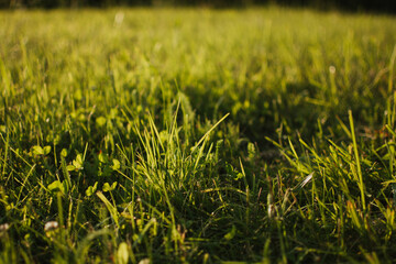 Closeup of grass illuminated by golden sunset rays in a summer meadow