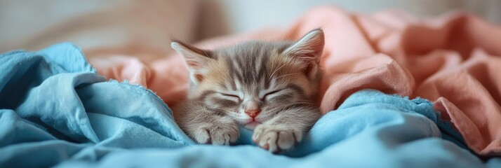 A cute kitten sleeping on the bed, covered with soft blue and pink blankets
