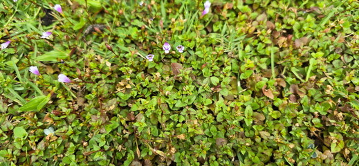 Malaysian False Pimpernel is a small herbaceous plant with small, trumpet-shaped, purple flowers. The green leaves are opposite and have serrated margins. It can be grown as a grass replacement.
