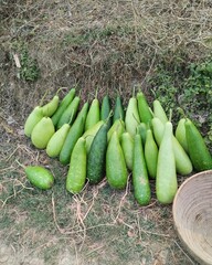 Pile of fresh green bottle gourds on the ground calabash Bangladesh