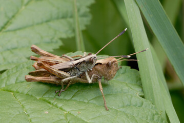 Pair of meadow grasshoppers, Pseudochorthippus parallelus mating. Sitting on a leaf. Profile, close up
 