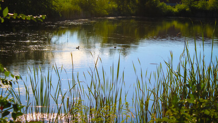 ducks enjoy a retention pond in a commercial area, surrounded by lush greenery and tall reeds. environment, city planning, and infrastructure background. stormwater management.
