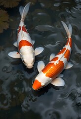 koi fish swimming in the pond