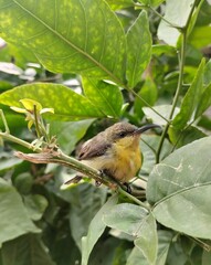 Tiny bird with long beak on a branch small bird perched Bangladesh