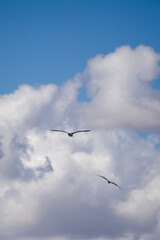 Two birds soar gracefully through a vibrant blue sky dotted with fluffy white clouds.