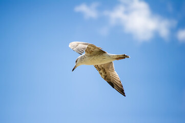 A seagull glides through a bright blue sky scattered with soft, white clouds.
