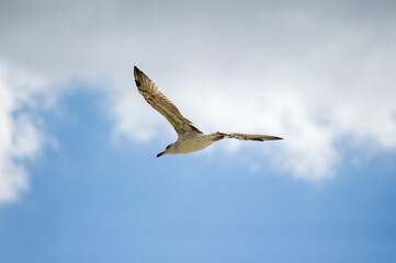 A seagull glides through a bright blue sky scattered with soft, white clouds