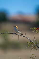 A woodchat shrike perches alertly on a tangled shrub in a sunlit, arid landscape