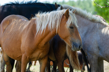 Obraz premium A light brown horse with a blonde mane stands peacefully among its companions in a sunlit field framed by trees and sky.