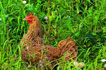 The chicken is colorful and bright in the lush green grass