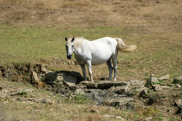 Obraz premium A solitary white horse stands on dry, rocky terrain near a sunbaked depression, embodying resilience in a rugged landscape.