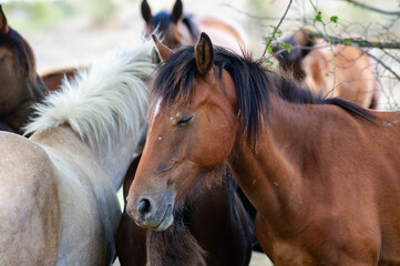 Fototapeta premium A calm brown horse with closed eyes stands peacefully among its companions in a sun-dappled pasture.