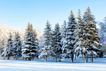 Winter landscape with snow-covered firs in a quiet forest.