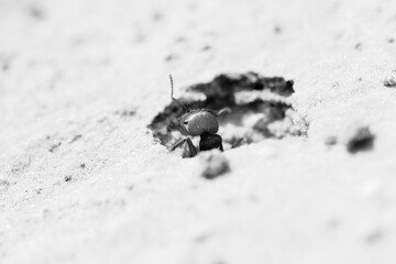 Harvester ant closeup in hole, macro view black and white.