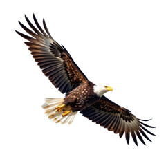 Fototapeta premium Stunning soa adult bald eagle with wide wingspan displaying majestic flight with detailed feathers and yellow beak in clear sky background