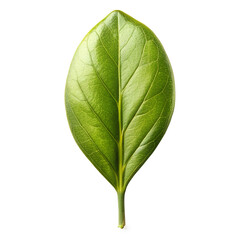 Obraz premium A single, vibrant green leaf with prominent veins and a glossy texture, isolated on a transparent background, representing nature and growth