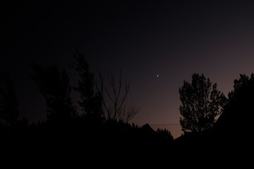 moon and trees