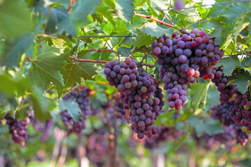 Grapes hanging on branches in vineyard
