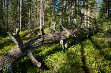 Rotting pine trunk in the taiga