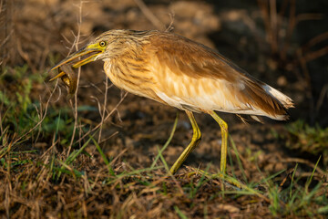 Crab-eating egret (Ardeola ralloides), catching a fish in a pond