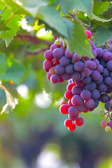 Red Grapes hanging on branches in garden	
