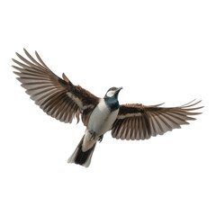 Bird soars, with wings spread against black backdrop, showing flight and freedom. Ideal for nature posters, branding, or ornithology studies.