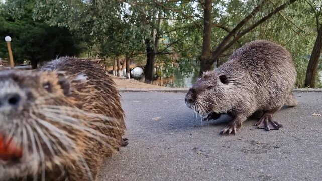 See how the nutria investigates the riverbank, sniffing the grass and soil for food.