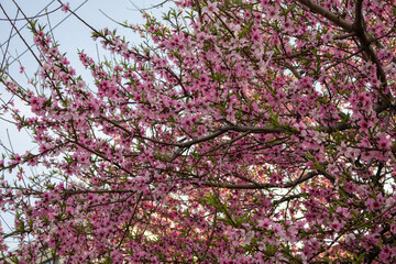 Beautiful spring scenery with pink plum blossoms, delicate petals and branches on a clear white background