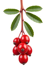 Bright red berries hanging from branch with green leaves, showcasing vibrant and natural appearance