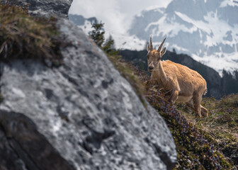 female alpine ibex in the mountains