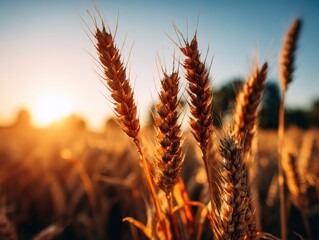 Golden wheat field at sunset close up shallow depth of field agriculture harvest countryside scenic view