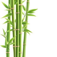 Green Bamboo Design Element Isolated with Transparency