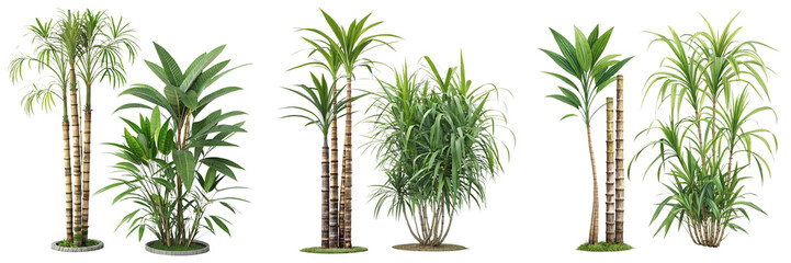 Set of Sugarcane Plant Tropical Plant isolated on a transparent background