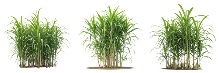 Set of Sugarcane Plant Tropical Plant isolated on a transparent background 