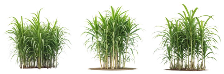 Set of Sugarcane Plant Tropical Plant isolated on a transparent background 