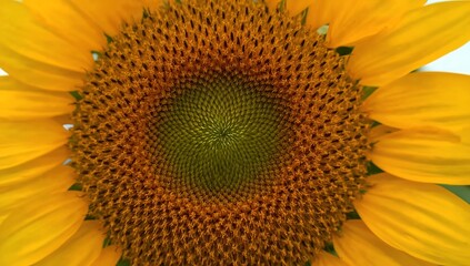A close up of a sunflower with its bright yellow petals in full bloom