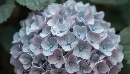 A closeup of a beautiful blue and purple hydrangea flower in full bloom