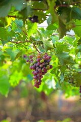 Red Grapes hanging on branches in garden	
