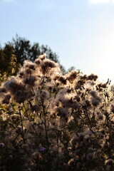 thistle seeds and sky