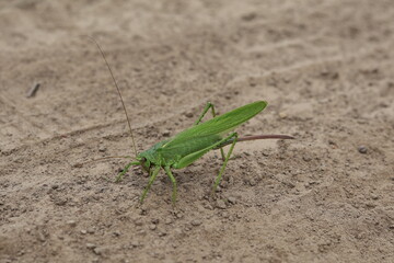green grasshopper on the ground