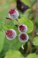 thistle flowers